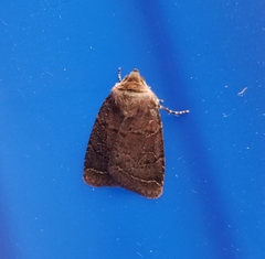 Orthodes cynica