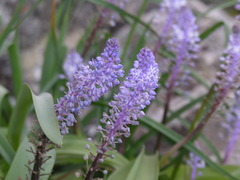 Scilla latifolia image