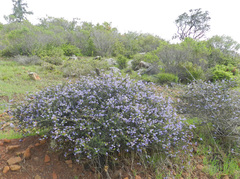 Ceanothus foliosus foliosus