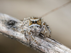 Pseudomogrus vittatus