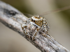 Pseudomogrus vittatus
