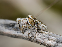 Pseudomogrus vittatus