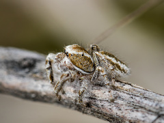 Pseudomogrus vittatus