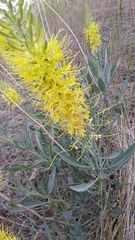 Stanleya pinnata