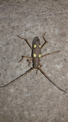 Eburia pedestris
