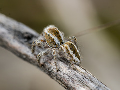 Pseudomogrus vittatus