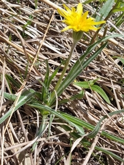 Nothocalais cuspidata