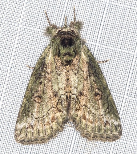 Leptochroma