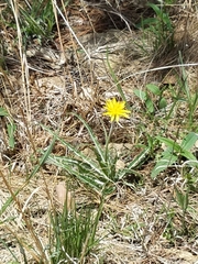 Nothocalais cuspidata