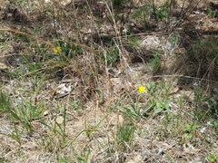 Nothocalais cuspidata