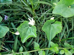 Coccinia grandis
