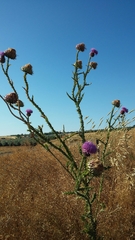 Onopordum cynarocephalum