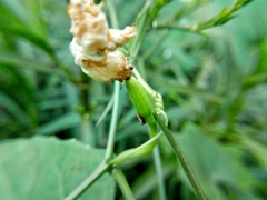 Coccinia grandis