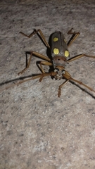 Eburia pedestris