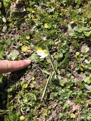 Ranunculus kuepferi