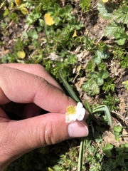 Ranunculus kuepferi