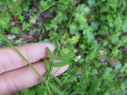 Image of Vicia hassei by (c) Sam Kieschnick, some rights reserved (CC BY)