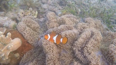 Amphiprion ocellaris