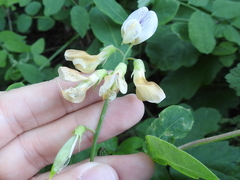 Lathyrus jepsonii