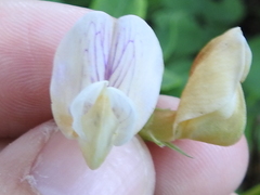 Lathyrus jepsonii