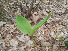 Convallaria pseudomajalis