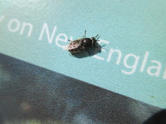 Odontomyia pubescens