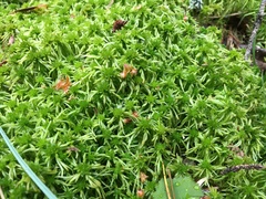 Sphagnum teres