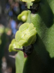 Euphorbia royleana