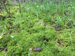 Sphagnum teres