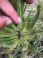 Campanula thyrsoides