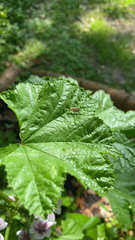 Graphocephala coccinea