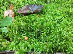 Sphagnum teres