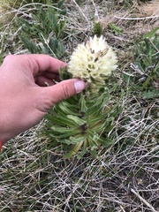 Campanula thyrsoides