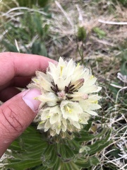 Campanula thyrsoides