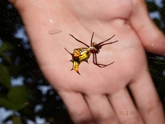 Micrathena fissispina