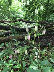 Lilium martagon