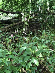 Lilium martagon