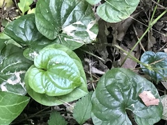 Asarum caudatum