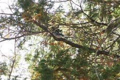 Cyanocitta cristata