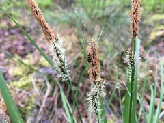 Micropterix aureatella