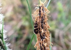Micropterix aureatella