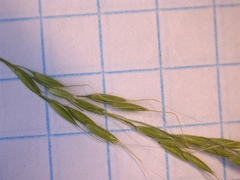 Limnodea arkansana