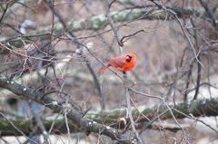 Cardinalis cardinalis