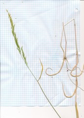 Limnodea arkansana