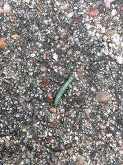 Lepidoptera