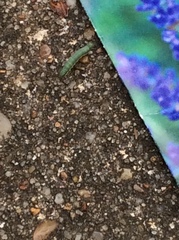 Lepidoptera