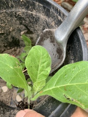 Nicotiana tabacum