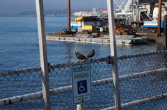 Sturnus vulgaris