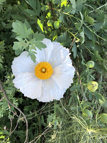 iNaturalist observation photo of Coulter's matilija poppy