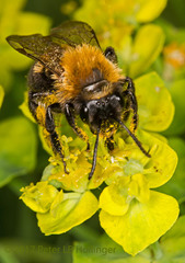 Andrena milwaukeensis
